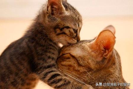 猫训练:猫猫多大开始训练比较好为什么？