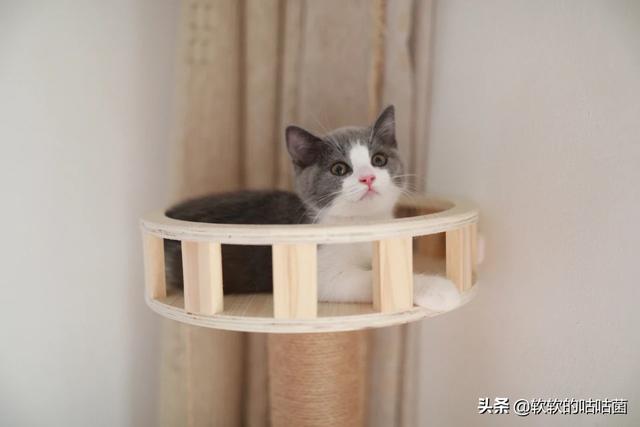 猫食欲不振精神萎靡:猫咪不吃东西，叫声沙哑，还不太活泼了，怎么办啊？
