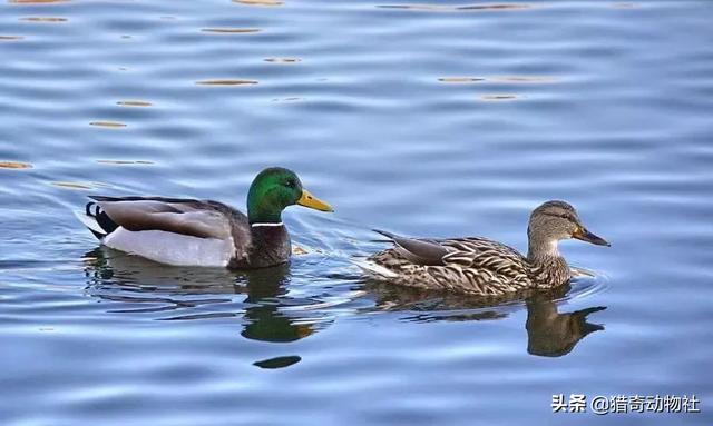 头条问答 为什么鸭子总是一只带队 后面很有秩序地跟着 而鸡就散乱地跑 27个回答