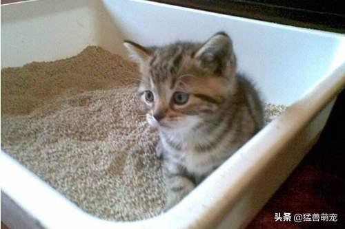 猫咪尿频几分钟一尿:布偶猫尿频尿急会自愈吗？