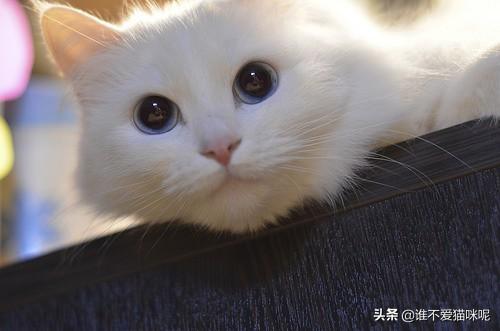 为什么有些公猫会炸腮呢？