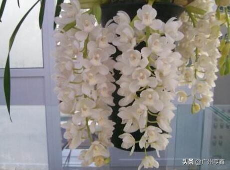 多花指甲兰:大花蕙兰有哪些好的品种？