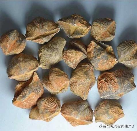 深海皱鳃鲨化石:远古海洋生物化石有收藏价值吗？