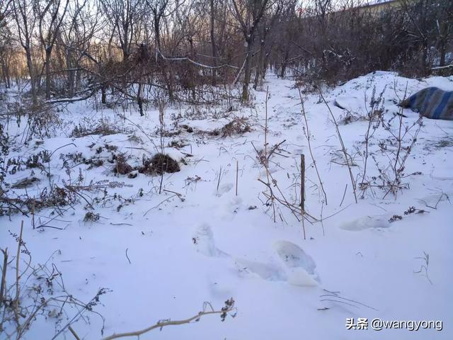 少妇杨静:你对哪一年的雪，记忆深刻，有啥特别的故事？