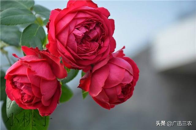 vents月季花品种介绍及图片:什么月季花期长，花型不散？