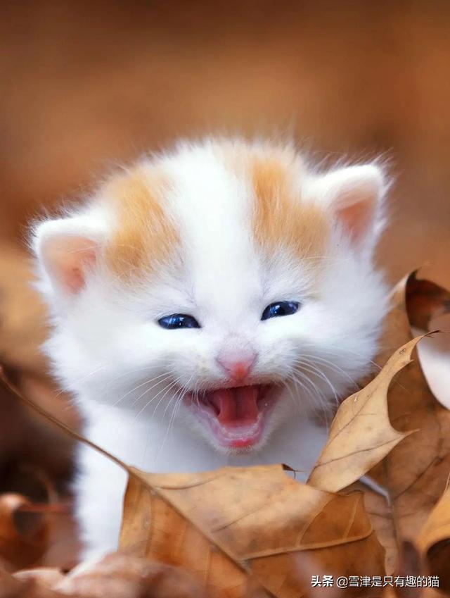 小猫咪:幼猫一直不上厕所怎么办？