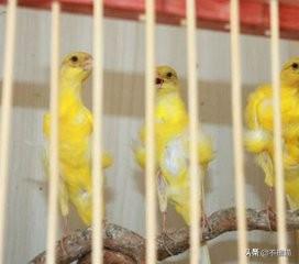 芙蓉鸟繁殖技术视频:谁知道高冠芙蓉鸟的饲养方法？