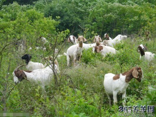 我想做养殖,朋友们养些什么好？