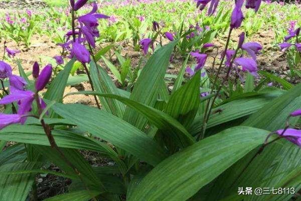 2017年鲜白芨价格:白芨价格触底，怎样加工更好？