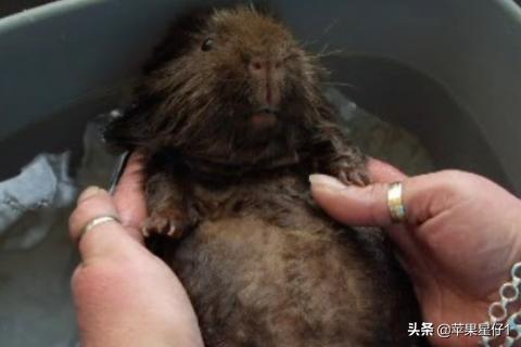 荷兰猪怎么养方法:荷兰猪怎么养？【小宠的秘密】？