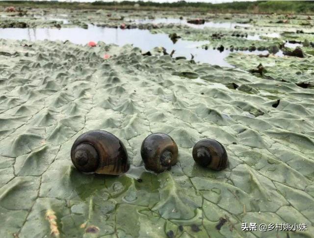 芡实幼苗叶片被什么虫吃光，如何防治？