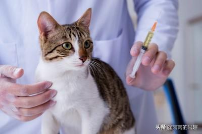 接小猫回家要隔离多久:接小猫回家要跟大猫隔离多久 如何科学地照顾刚到新家的猫？