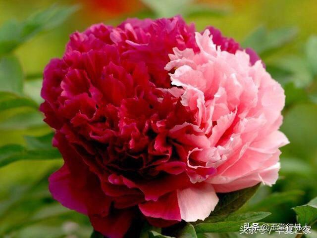 综艺大观主持人:是节目成就了主持人，还是主持人成就了节目？