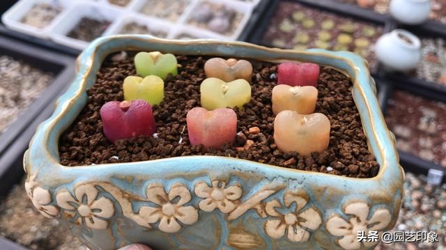肉锥花属图谱:新入手了多肉植物口笛，应该怎么养护？