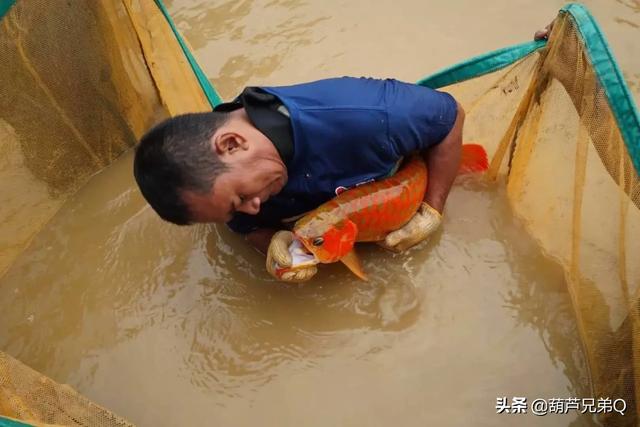 宠物与我:讲一讲你和自家宠物的故事，有哪些让你难忘的？为什么？ 宠物与我小说