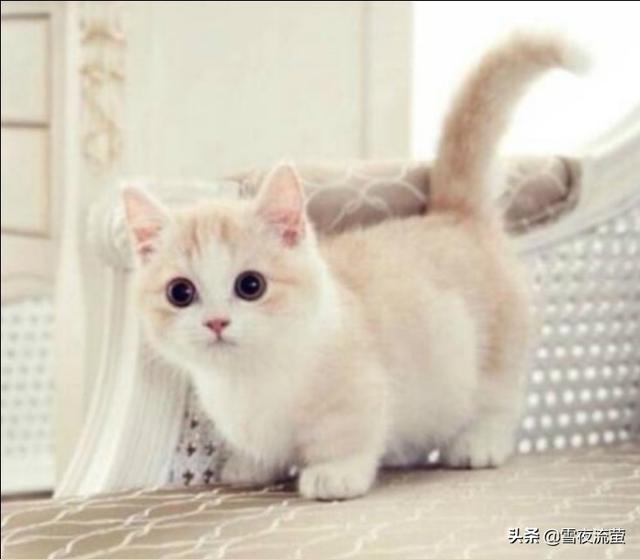 猫图:猫咪对不同的人会有区别吗？ 猫图片头像