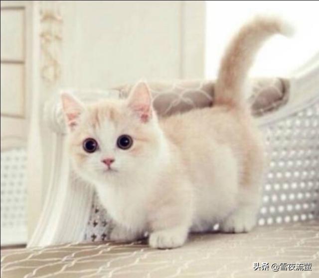 瑞典一猫咪被当公主养:猫咪对不同的人会有区别吗？