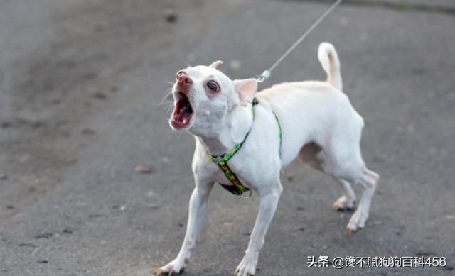 宠物狗吉娃娃好养吗:柯基相比其他小型犬到底好不好养？