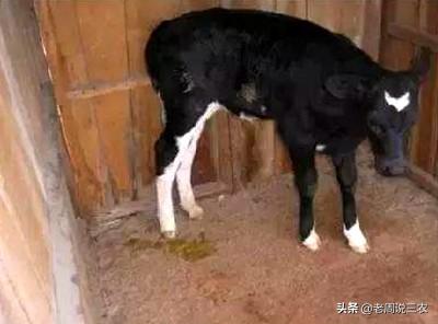 新生儿消化不良腹泻:新生儿消化不良怎么办 我家孩子消化不良还腹泻，吃什么好？