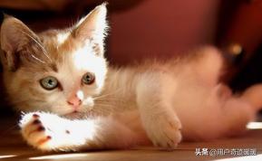 猫传腹尿是什么颜色:小猫肚子鼓鼓的什么问题？