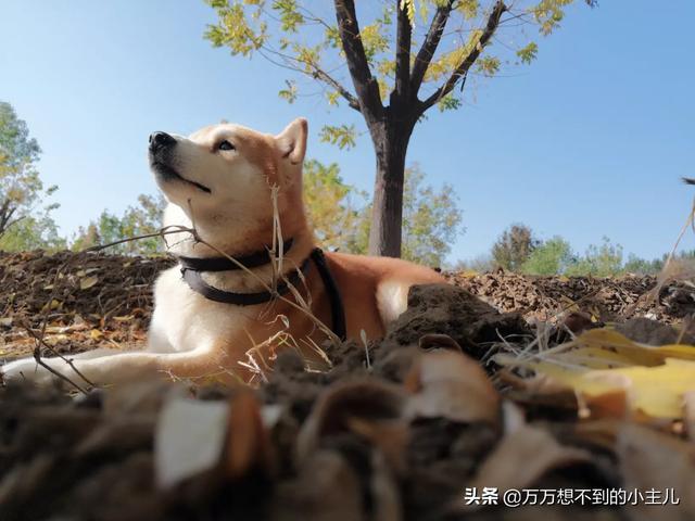 安贝犬粮价格:想请问下家里有养猫养狗的，都吃什么牌子的宠物粮，价位在多少？