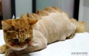 猫皮肤病:猫癣脑袋上结痂，猫咪总是挠破怎么办？