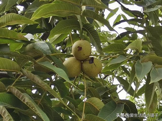 昆明猫吧:昆明周边有哪些比较有特色的农庄，可以带小孩子一起的？