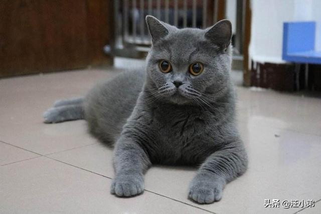 头条问答 - 领养了一只蓝猫,由于之前的主人三年没打理,性格方面有