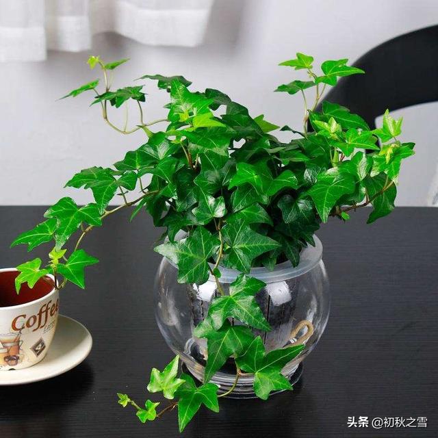 非洲茉莉的作用:什么常见的植物可吸收室内新家具异味？