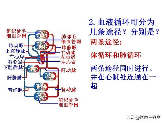 头条问答 为什么肺动脉里面流得是静脉血 肺静脉里面流得是动脉血 5个回答