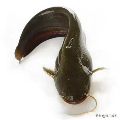 鲶鱼养殖:鲶鱼养殖技术 鲶鱼适合在东北养殖吗？需要注意哪些问题？