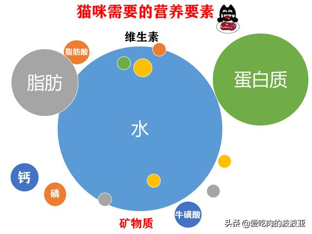 猫猫水果官号:哪些食物是猫咪最爱吃的？ 蛋猫猫水果