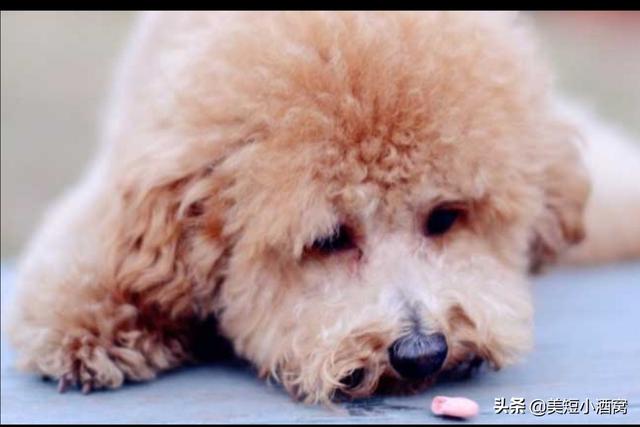 救助犬最后的遗言:你们觉得狗狗临终前最希望主人做什么？