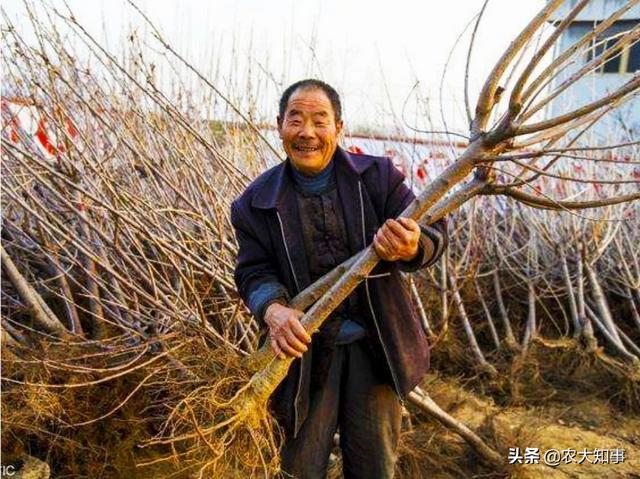 为何说秋季是种植牙的适宜时期，果树是秋季栽培好，还是春季栽培好呢