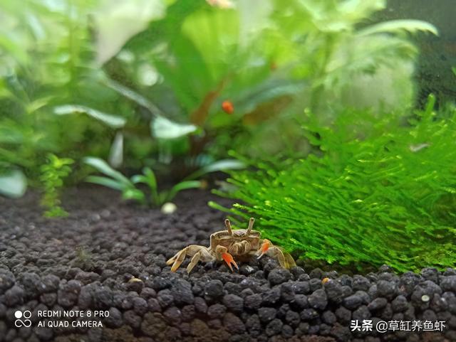 水草泥怎么才能洗干净:如何清理草缸底沙中的便便？