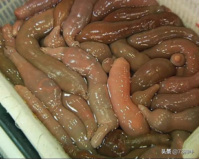 龙康生物壮阳产品图，外表与味道严重不符的美食，大家都吃过吗