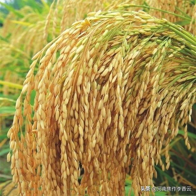 巨型水稻种子哪里有卖，农民购买稻谷种子为什么这么贵？