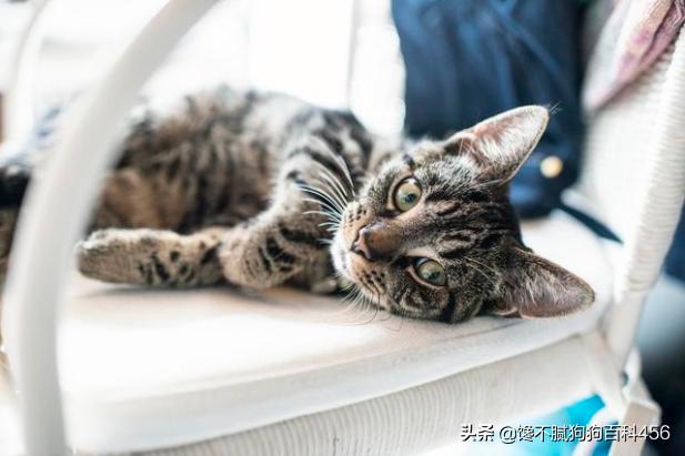 猫 心丝虫 检测:猫心丝虫检测 猫咪身上有虫，会有什么表现？