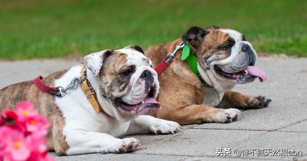 英国斗牛犬图片:为什么养英国斗牛犬的人不多？ 英国斗牛犬图片及价格