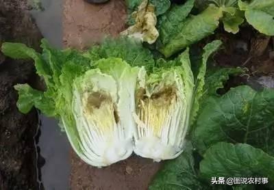 适宝康1段:种植的大白菜，外面好好的，但是里面却腐烂了，这是怎么回事呢？