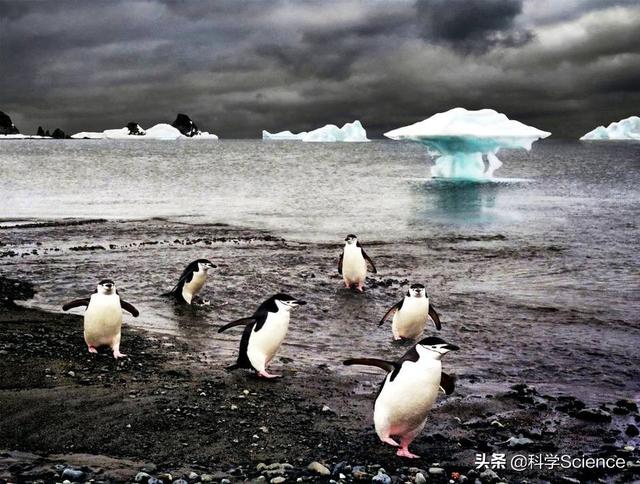 南北极融化了会发生什么事，如果南北极的冰川全部融化，人类会灭亡吗