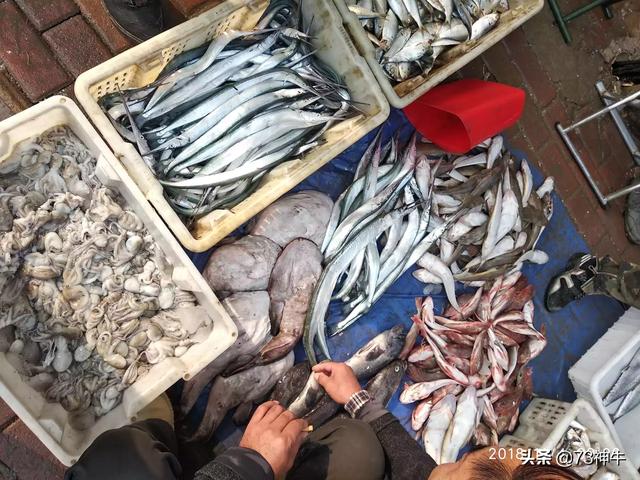 海鱼种类 山东:山东青岛有哪些常见的海鲜？哪些比较美味？