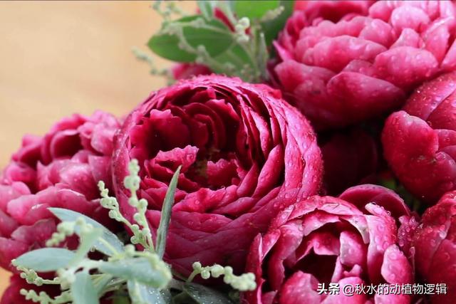 欧洲月季花品种介绍:月季花品种介绍大全 目前全世界花径最大月季。是什么？
