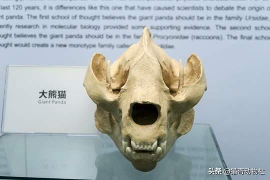 大熊猫吃什么竹子填空6:熊猫属于食肉动物为什么却一直喜欢吃竹子？