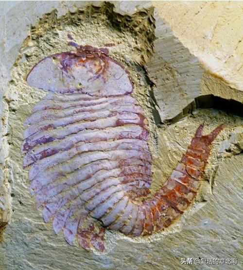 老象虫是什么动物，为什么化石内有的象虫肢体扭曲
