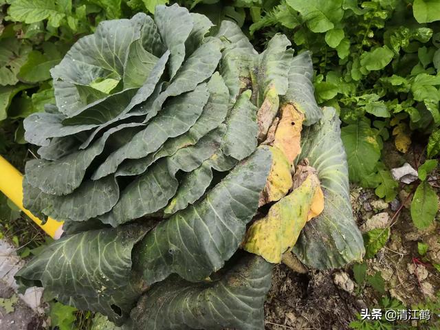 十字花科蔬菜软腐病:十字花科蔬菜软腐病的防治措施包括 种菜不到收成的日子烂了怎么办？