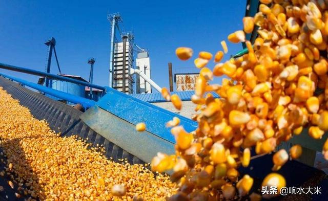 2021秋粮价格什么时候公布，7月10日全国玉米最新报价，玉米的牛市来了下半年还涨不
