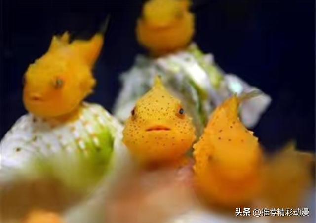 波妞和宗介是什么电影:波妞，现实中应该是什么品种
