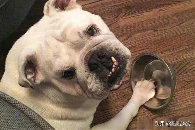 狗狗护食呲牙叫的视频:狗狗最怕什么惩罚？什么方法有效？
