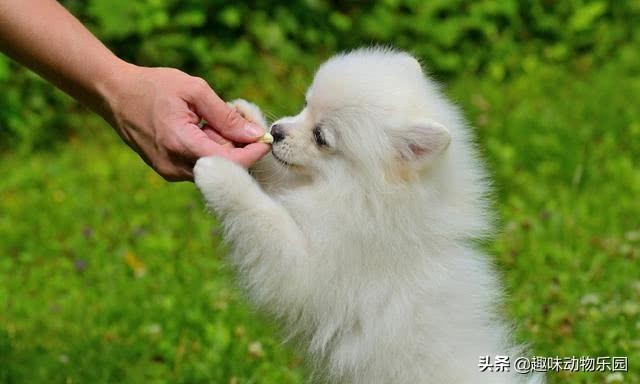 狗护食:狗护食怎么改正 两岁的狗狗护食护的厉害，应该怎样纠正？